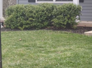 Bush Trimming by Josh Posey for Sampson M. in York, PA