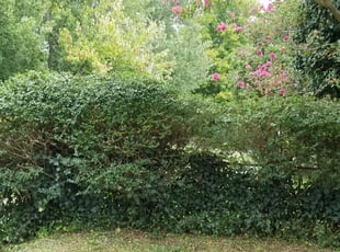 Bush Trimming by Irving Booker for Lindsay A. in Richmond, VA