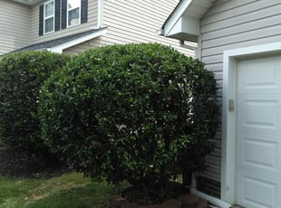 Bush Trimming by Adams Paiz for Austin T. in Charlotte, NC