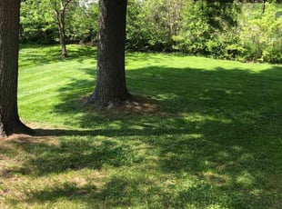 Leroy K.'s Lawn Mowing service result