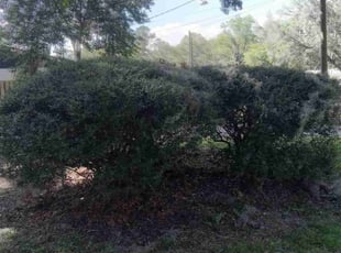 Bush Trimming by Eric Driggers for Daniel H. in Jacksonville, FL