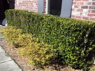Bush Trimming by Robert Collins for Alexander H. in Mandeville, LA