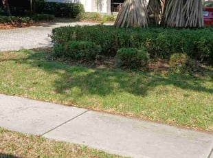 Bush Trimming by Regina Gerald for Aaron C. in Tampa, FL