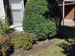 Bush Trimming by Stacy Mullins for Audrey M. in Nashville, TN