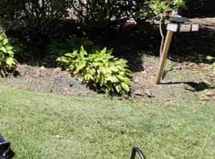 Weeding by Nahom Berhe for Kimberly S. in Washington, DC