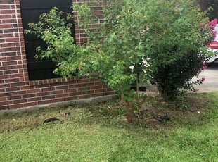 Bush Trimming by Kareem Johnson for Jasmine S. in Denham Springs, LA