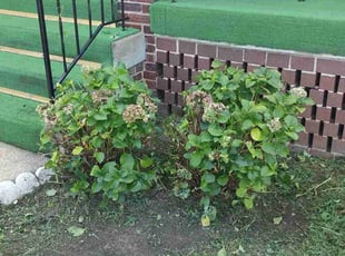 Bush Trimming by Allan Roberts for Sharon W. in Washington, DC