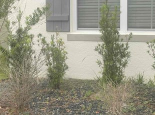 Weeding by Apolinar Bravo for Anthony E. in Lakeland, FL