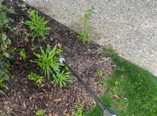 Weeding by Dustin Phillips for Draven C. in Louisville, KY