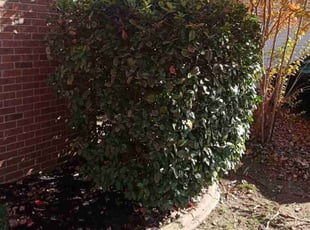 Bush Trimming by Carmen Euell for Corbin S. in Cordova, TN