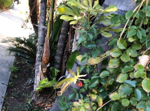 Bush Trimming by Santos Pereira for Kathleen P. in Los Angeles, CA