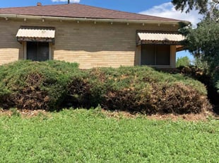 Bush Trimming by Ken Garcia for Carol A. in Denver, CO