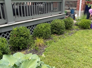 Bush Trimming by Michael Sutton for Rachel M. in Columbus, OH