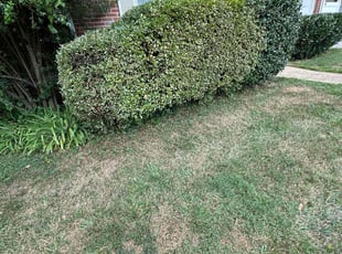 Bush Trimming by Fidel Rodriguez for Tera W. in Arlington, VA