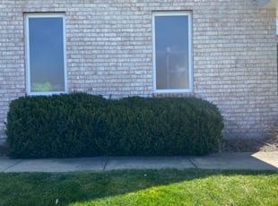Bush Trimming by JOSHUA SPOTZ for Bobbie B. in Kansas City, MO