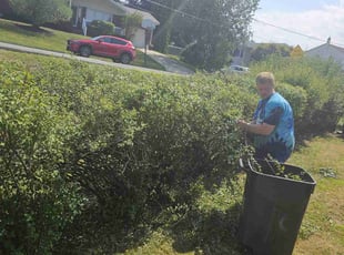 Bush Trimming by Daniel Peruso for Daniel S. in Olyphant, PA