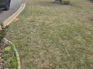 Maxcine T.'s Lawn Mowing Service service result