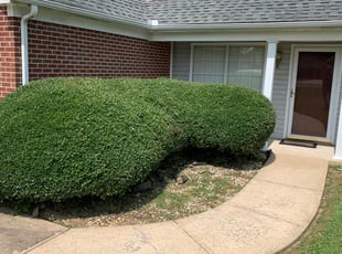 Bush Trimming by Dalton Cavender for Joe K. in Chattanooga, TN