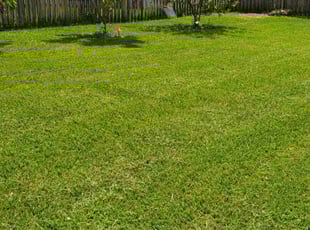 Damaris D.'s Lawn Care service result