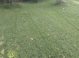 Patty T.'s Lawn Mowing service result