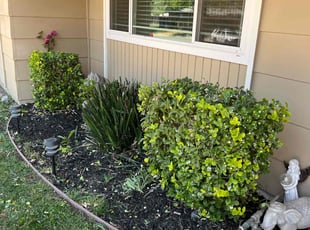 Bush Trimming by Robert Macias for Denise s. in Roseville, CA