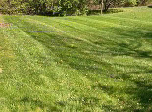 Laura D.'s Lawn Mowing Service service result
