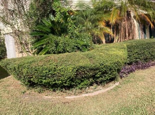 Bush Trimming by Robert Martin for Hollie C. in Brandon, FL