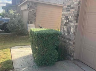 Bush Trimming by Jason Bernal for Jordan G. in Austin, TX
