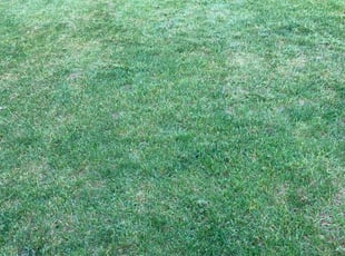 Karlton w.'s Lawn Mowing Service service result