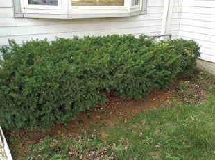 Bush Trimming by Robert Brown for Richard R. in Milwaukee, WI