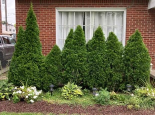 Bush Trimming by Kyle Birmingham for Jetaun C. in Grosse Pointe Woods, MI