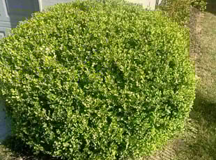 Bush Trimming by Enrique Juarez for Linda T. in Woodstock, GA