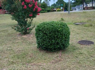Keith B.'s Bush Trimming service result