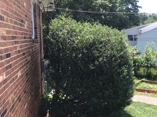 Bush Trimming by Margarito Cardona for Ivan R. in Fairfax, VA