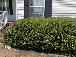 Bush Trimming by Daniel Baker for Christina O. in Spring Hill, TN