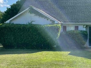 Nadege L.'s Bush Trimming service result