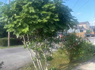 Mulching by Akeem Lewis for Janice P. in New Orleans, LA