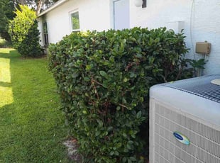 Bush Trimming by Joe Rizzo for Katherine H. in Spring Hill, FL