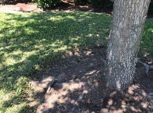 Weeding by Abraham Flores for Hammad H. in Cypress, TX