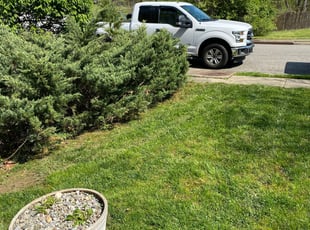 Bush Trimming by Angel P. for Kathleen P. in West Springfield, VA