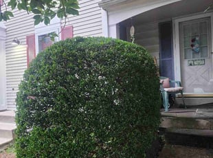 Bush Trimming by Neftali Sosa for Carol H. in Silver Spring, MD