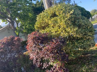 Bush Trimming by Jean Claude Zephirin for Charles F. in Jacksonville Beach, FL