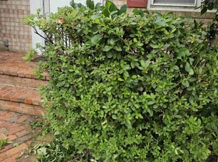 Brad W.'s Bush Trimming service result