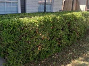 Bush Trimming by Sonia Mariscal for Renee A. in Universal City, TX