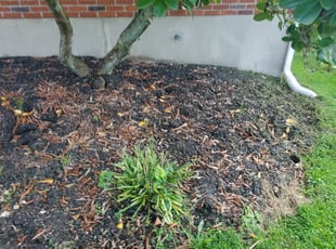 Weeding by Raquan Vaughn for Alexander P. in Emmaus, PA