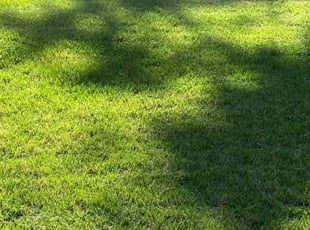 Raven M.'s Lawn Mowing service result