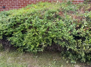 Bush Trimming by Terrill Williams for Christopher R. in Hampton, VA
