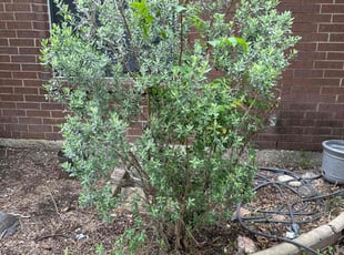 Bush Trimming by Arnulfo Ibarra Jr for J.P. A. in Fort Worth, TX