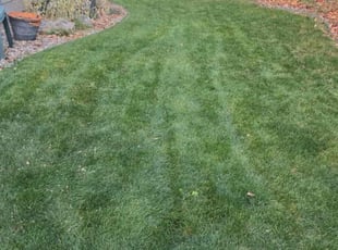 Allison M.'s Grass Cutting service result