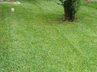 Reagan M.'s Lawn Maintenance service result